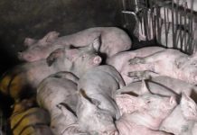 Fuertes críticas al sello de «bienestar animal» de la industria porcina Granja porcina con crías de cerdo sucias y hacinadas