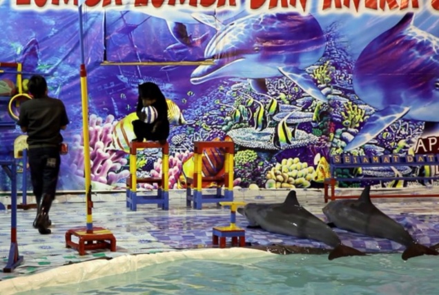 Delfines fuera del agua sobre una pista de circo en Indonesia