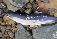 Pescadores franceses masacran delfines y les graban a cuchillo mensajes contra ecologistas Delfin con amenaza a Sea Sheperd grabada a cuchillo