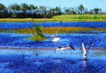 Día Mundial de los Humedales: sustento de la biodiversidad aves sobrevolando un humedal