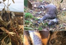 Investigan masacre de koalas durante la tala de un bosque australiano