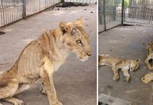 Movilización para salvar a leones famélicos y enfermos en Sudán