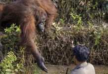 Orangután ofrece ayuda a activista que lo protegía de serpientes