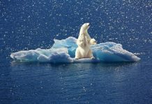 Carta abierta al Ministerio de Educación: Currículo educativo ante la emergencia climática Oso polar de pie sobre un iceberg flotando en el mar