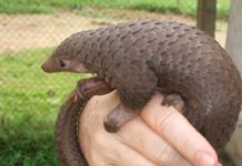 Caza y comercio ilegal llevan a tres especies de pangolín al peligro crítico de extinción
