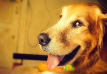 Ley de protección animal y penas por maltrato animal más duras en la agenda de legislatura