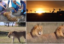 Rescatados de un circo, así llegan a su nuevo hogar santuario estos diecisiete felinos Leones y tigres en santuario sudafricano