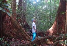 El aceite de palma amenaza un paraíso de la biodiversidad y hábitat de gorilas en África Hombre mirando inmensos árboles en la selva