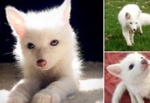 El zorro albino: raro y fascinante fenómeno