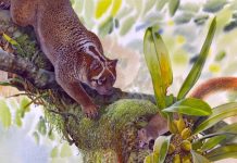 Descubren especie: un pequeño león marsupial que vivió en Australia millones de años atrás Lekaneleo roskellyae acechando presa en la rama de un árbol