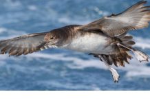 15 de las 22 especies de albatros están al borde de la extinción Pardela balear vuela sobre el mar con las alas extendidas