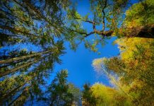Arrasar los bosques aumenta el riesgo de transmisión de enfermedades Copas de árboles vistas desde abajo con troncos subiendo hacia cielo completamente azul