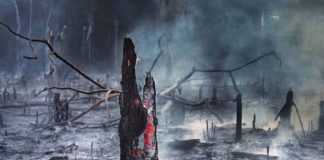 Troncos carbonizados quemados y humeantes después de incendio en bosque