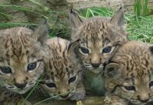 Nársil y Nota suman nuevas camadas a la gran familia lince Cuatro crías de lince sobre el tronco de un árbol