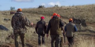 Indignación por el permiso en Castilla y León a cazadores para salir en grupo en plena pandemia Un grupo de cazadores caminan de espaldas por un campo seco con sus escopetas