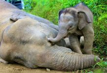 El puente que podría acelerar la extinción del elefante pigmeo en Borneo Cria de elefante pigmeo toca a su madre envenenada por cazador furtivo en la Isla de Borneo