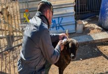 Atribuyen la muerte de casi 500 animales a supuesta protectora