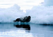 ¿El único animal marino que aún escapa a la contaminación por plástico? Foca barbuda descansando sobre un trozo de hielo