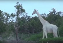 Sólo queda una jirafa blanca después de que furtivos asesinaran al resto de la familia Jirafa blanca camina por bosque en Kenya
