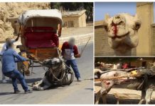 No habrá más camellos y caballos paseando turistas en la zona de las pirámides Camellos y caballos maltratados en Egipto