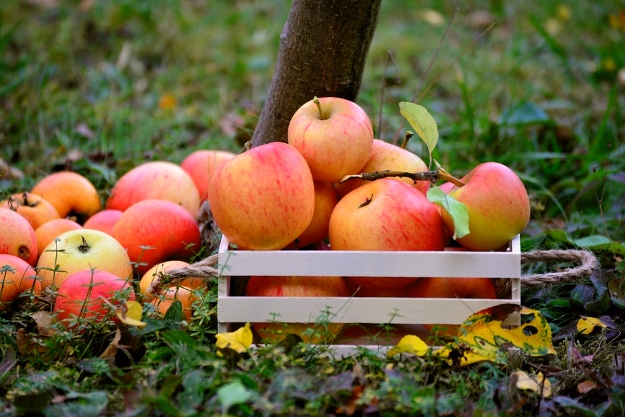 Manzanas recogidas en caja de madera al pie de un manzano en un huerto