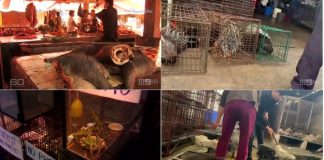 Mercados alimentarios de Bangkok siguen vendiendo vida salvaje de alto riesgo Mercado ilegal de carne y animales exóticos en Bangkok