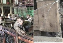 Turistas compran indefensos bebés mono en Indonesia por apenas cuatro euros Monos encadenados en Indonesia para venta a turistas