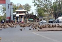 Bandas rivales de monos luchando por comida en Tailandia