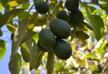La conexión entre la demanda mundial de aguacates y bosques arrasados en México Rama de planta de aguacate con media docena de aguacates casi maduros para recolección