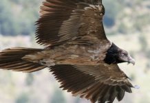Nace en Picos de Europa el primer quebrantahuesos desde su extinción en 1956