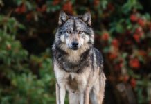 Cazador furtivo abate a Takaya, el famoso lobo solitario canadiense Takaya el famoso lobo solitario de Canadá