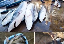 Campaña europea contra el tráfico de aletas que aniquila las poblaciones de tiburón Tiburones con aletas cercenadas