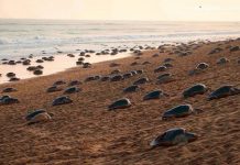 La ausencia de turismo hace que miles de tortugas inunden de huevos playas del este de la India