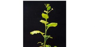 Plantas como biofactorías de vacunas: así podrá ayudar la Nicotiana benthamiana Nicotiana benthamiana