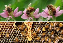 Chimpacés o abejas también aplican «distanciamiento social» para prevenir enfermedades