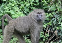 Científicos demuestran como la pérdida de biodiversidad favorecerá más virus letales Babuino caminando a cuatro patas en bosque de Uganda