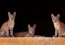 Territorio Lince busca tu ayuda para poner nombre a tres cachorrillas