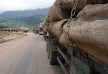 Indonesia debilita la normativa sobre madera ilegal aprovechando la pandemia de coronavirus