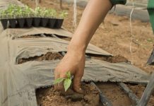 #QuédateEnCasaNoEnSilencio La importancia de los campesinos ahora y siempre Campesino coloca una pequeña planta en un invernadero o vivero