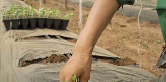 #QuédateEnCasaNoEnSilencio La importancia de los campesinos ahora y siempre Campesino coloca una pequeña planta en un invernadero o vivero