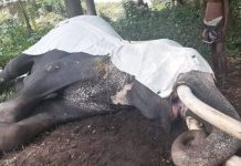 El confinamiento cancela la explotación de elefantes en festivales de primavera Elefante tumbado muerto en el estado indio de Kerala