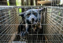 Magistral denuncia fotográfica de la «guerra» contra los animales