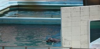 Delfín hembra Honey en acuario japonés