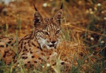 Reclamarán cuatro años de prisión para el terrateniente que mató la lince Querubín Lince tumbado mirando al frente
