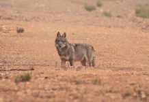 El Defensor del Pueblo reclama un nuevo censo de lobo que corrija las manipulaciones