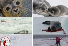 Presión a Canadá para que frene la masacre anual de crías de foca Mosaico con imágenes de focas y crias de foca sacrificadas en matanza en Canadá