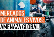 Campaña global para prohibir los mercados húmedos, «mercados de los horrores» Mercado húmedo en Asia