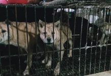 Denuncian la reapertura de mercados de animales como los que originaron la pandemia perros enjaulados en mercado chino