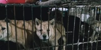 Denuncian la reapertura de mercados de animales como los que originaron la pandemia perros enjaulados en mercado chino