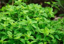 Antibióticos naturales: lo que dice la ciencia Plantas de orégano